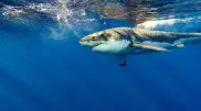 Sharks attack swimmers for the fourth time at popular Australian beach
