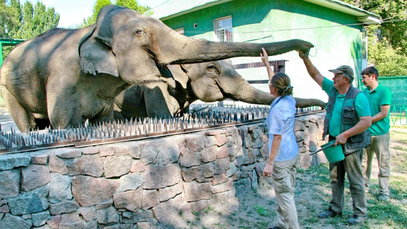 Almaty Zoo. Photo: facebook/ZOOAlmaty