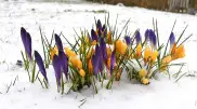 Weather has decided to delight Kazakhstanis on March 8