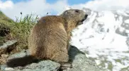 Biologist films rare animals in Almaty mountains