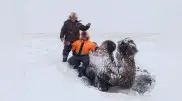 Drowning camel rescued from swamp in Northern Kazakhstan
