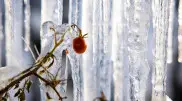 Anticyclone to bring 10°C frosts to Kazakhstan