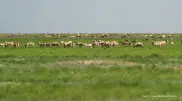 Deputy urges action on saiga population control this year