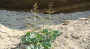 Crambe edentula. Photo: ustirt.kz