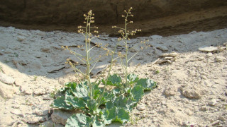 Crambe edentula. Photo: ustirt.kz