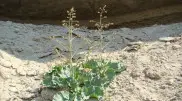 Endangered plant species found in Kazakhstan’s Ustyurt Nature Reserve