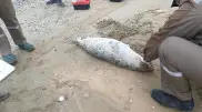 More than 80 dead seals found on Caspian shore