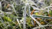 Frost warning issued for Kazakhstan
