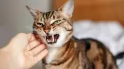 Woman dies from rabies after cat bite in Kostanay region