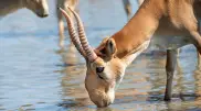 Several companies show interest in processing saiga meat – ecology ministry