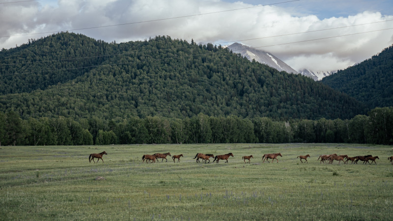 ©️ Tengrinews.kz / Turar Kazangapov