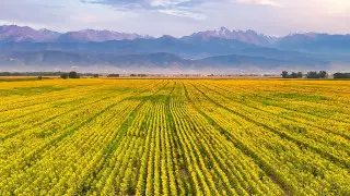 Kazakh photographer captures a “golden sea” near Almaty