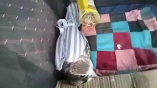 East Kazakhstan resident caught with rare bird from Red Book