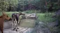Moose with calves caught on camera in Pavlodar region