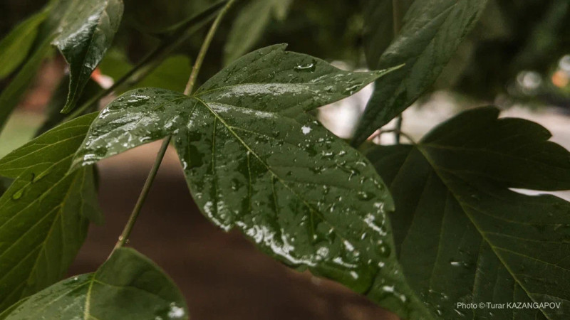 ©️ Tengrinews.kz / Turar Kazangapov