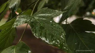 Wind, rain, thunderstorms: Weather forecast for Kazakhstan on August 18