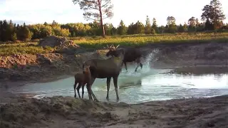 Moose family captured on camera in Pavlodar region