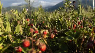 From +10 to +36: sharp temperature swings expected in Kazakhstan on August 22