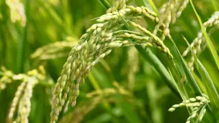 New rice variety under trial in Kazakhstan