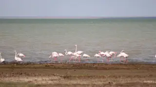 “Red Book”: Kazakhstani filmed a flock of flamingos on video