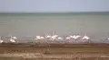 “Red Book”: Kazakhstani filmed a flock of flamingos on video