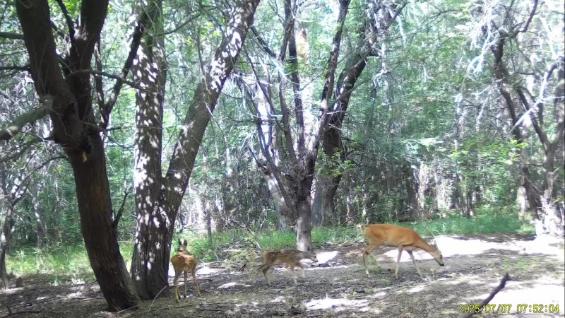 Image created from video frames