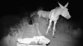 “On the brink of extinction”: red-listed wild horses captured by camera traps in Balkhash