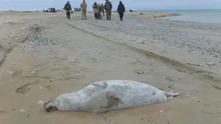 Save the Caspian Sea petition collects over 50,000 signatures