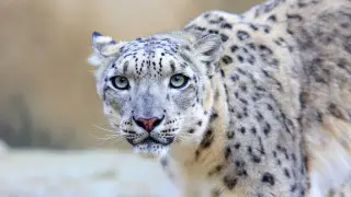 Snow leopard to become a national symbol of Kyrgyzstan
