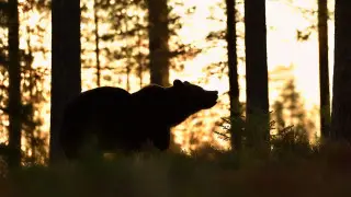 Mother bear with cubs spotted in southern Kazakhstan