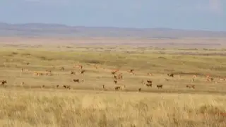 “Golden treasure of the steppe”: massive herd of saiga filmed in Kazakhstan