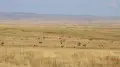“Golden treasure of the steppe”: massive herd of saiga filmed in Kazakhstan