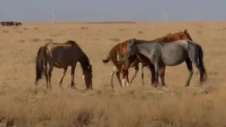 Farmers in Turkestan region are losing livestock due to severe drought