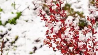 Snow and frosts down to –6°C to hit Kazakhstan: forecasters warn of sharp cold snap