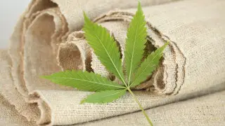 Kazakhstan approves strict rules for industrial hemp cultivation