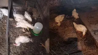 Chickens and geese dying from unknown infection in Pavlodar region