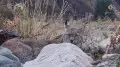 Rare predator captured on phone camera in Almaty region