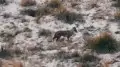 “Important role”: jackal caught on video in Kazakhstan