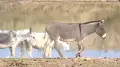 Residents of Zhambyl Region suffer from a donkey invasion