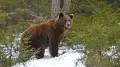 'Not in hibernation yet': bear caught on video in East Kazakhstan
