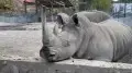 Kazakh citizens search for zoo visitor who hurt a rhinoceros