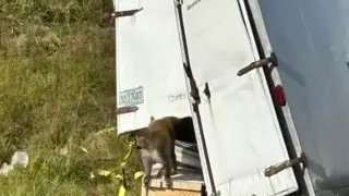 Monkeys infected with dangerous viruses escape from overturned truck in US