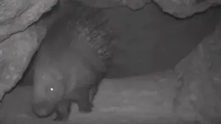 Rare red-listed animals spotted in southern Kazakhstan