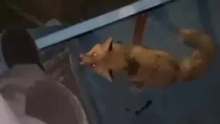 Wild animals approach humans: video of aggressive fox alarms Kazakhstanis