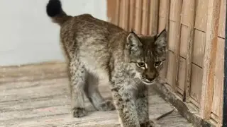 Lynx cub comes to people for help in Abai region