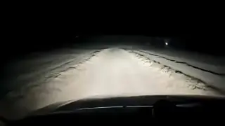 Wild steppe cat spotted on a road near Aktau