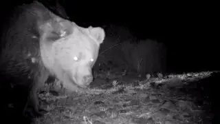 Rare red-listed predator spotted in Zhetysu