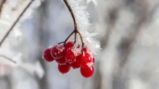 –20°C frosts to hit Kazakhstan