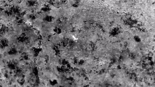 One of Kazakhstan’s most elusive predators caught on surveillance cameras