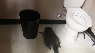 Drunk raccoon wrecked a store and fell asleep in US